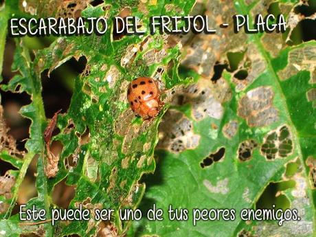 escarabajo del frijol, uno de los peores enemigo que puedes encontrar en tu huerto