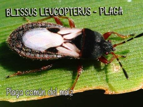 blissus leucopterus, plaga de los cultivos de maíz