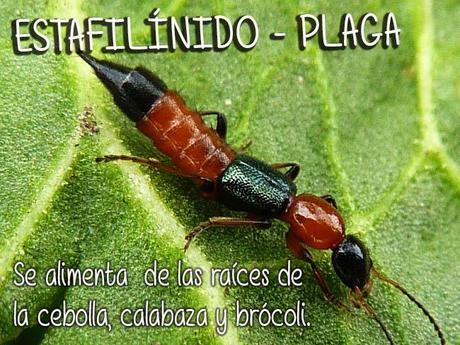 estafilínido, insecto plaga, se alimenta de las raíces de la cebolla, calabaza y brócoli.