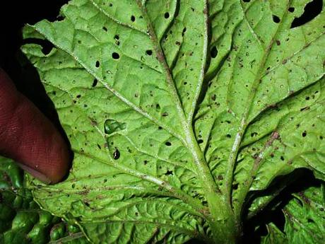 ¿Qué le pasa a mi lechuga? - Problemas comunes flea beetle, escarabajo, crisomélido que ataca a las hohas de lechuga causando pequeños agujeros n la hoja