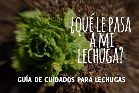 ¿Qué le pasa a mi lechuga? - Problemas comunes problemas comunes en el cultivo de lechugas