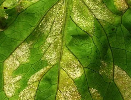 ¿Qué le pasa a mi lechuga? - Problemas comunes lechuga afectada por oidio