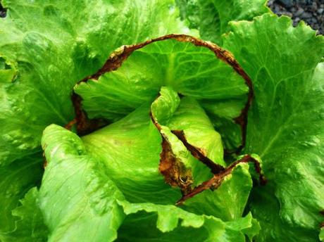 ¿Qué le pasa a mi lechuga? - Problemas comunes lechuga con tipburn