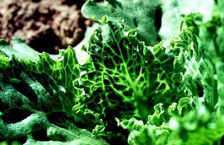 ¿Qué le pasa a mi lechuga? - Problemas comunes lechuga infectada por big vein