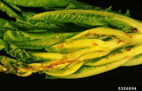 ¿Qué le pasa a mi lechuga? - Problemas comunes ¿Qué le pasa a mi lechuga? - Problemas comunes