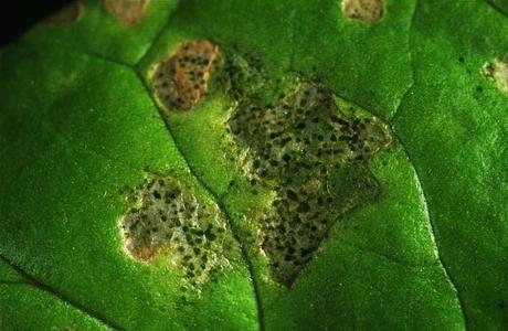 ¿Qué le pasa a mi lechuga? - Problemas comunes hoja lechuga afectada por trips