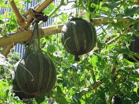 Cultivo de melones en vertical