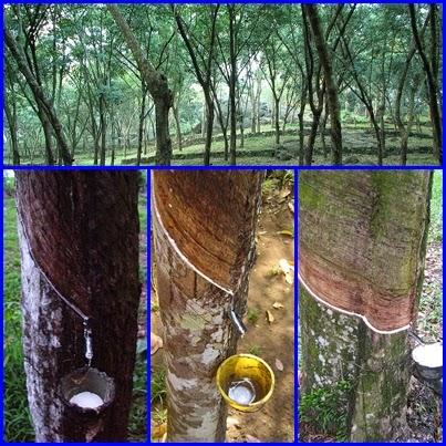 Extracción del latex de los árboles del caucho