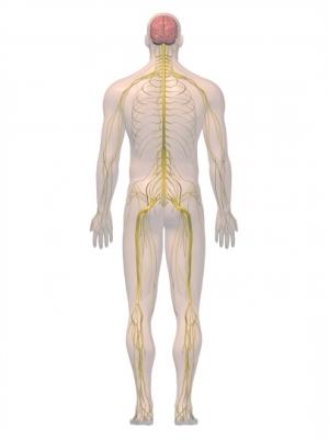 Trastorno de somatización Nervous system posterior 3D