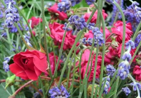 Las rosas tienen aguijones. rosas2