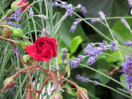 Las rosas tienen aguijones. rosas1