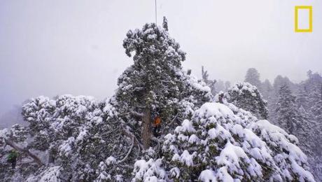 Fotografían el árbol más grande del mundo