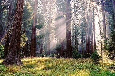 Fotografían el árbol más grande del mundo