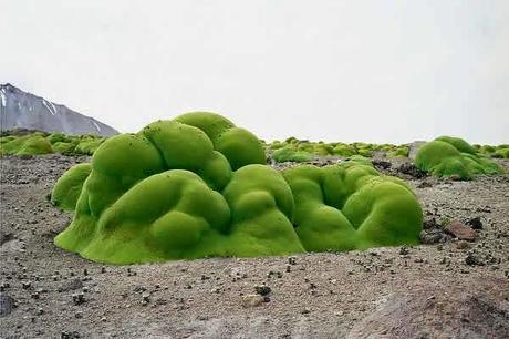 La Yareta: Extraña y antigua forma de vida