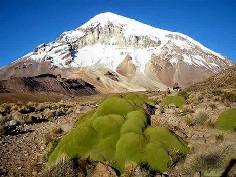 La Yareta: Extraña y antigua forma de vida