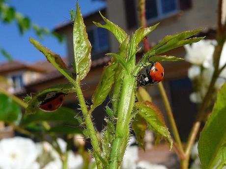 Las mariquitas son grandes aliados en nuestros huertos, se alimentan de pulgones, los cuales son una plaga muy común en cualquier huerto o cultivo.