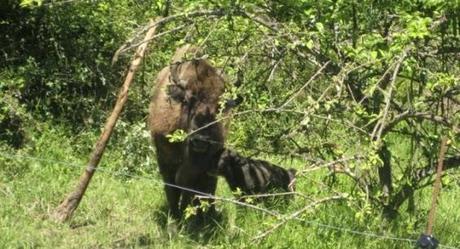 Nació el primer bisonte europeo después de 10.000 años