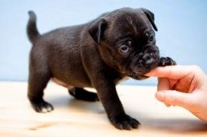 Por qué tu cachorro debería morderte Por qué tu cachorro debería morderte