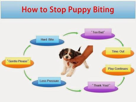 Por qué tu cachorro debería morderte Por qué tu cachorro debería morderte