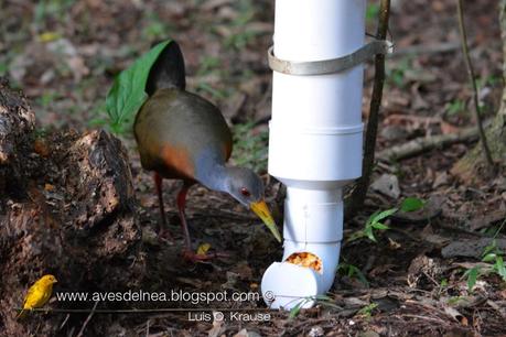 Comederos para aves construídos con caños de PVC