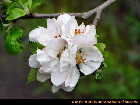 Senda Verde Camocha - Pico Sol - Piles: Manzano en flor