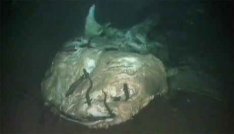 http://www.plosone.org/article/info%3Adoi%2F10.1371%2Fjournal.pone.0096016 cadáver de tiburón ballena