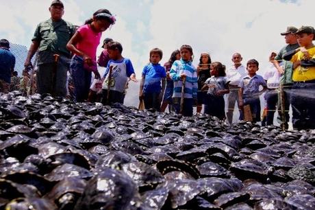 Ministerio del Poder Popular para el Ambiente libera tortugas arrau en el Orinoco