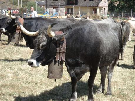 El cencerrero El cencerrero