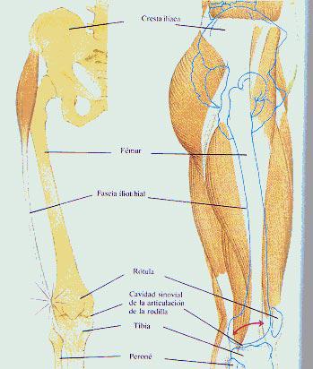 Síndrome de fricción de la Cintilla Iliotibial (Iliotibial Band Syndrome) sindrome-de-la-banda-iliotibiol-01 (1)