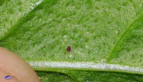 Conoce y Combate a la Araña Roja.