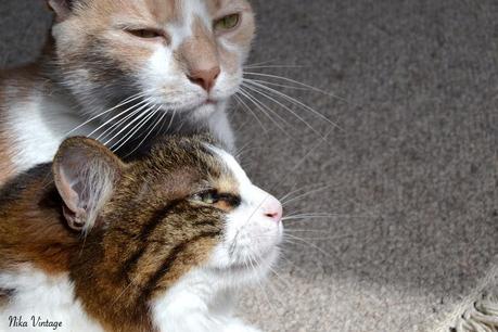 Una tarde con Gelo Una tarde con Gelo