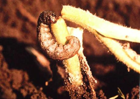 ¿Qué le pasa a mi tomatera? - Problemas en hojas y tallo gusano cortador