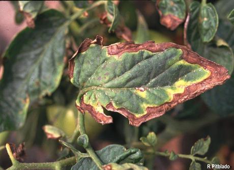 ¿Qué le pasa a mi tomatera? - Problemas en hojas y tallo úlcera bacteriana en una tomatera