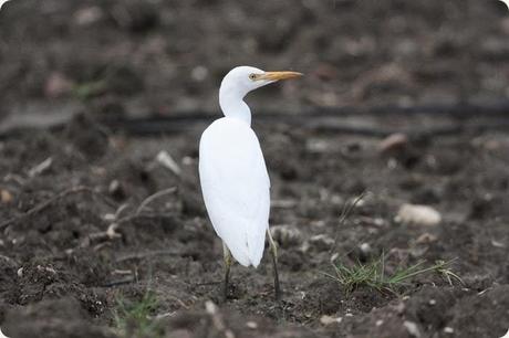 lago preola garza lago preola garza