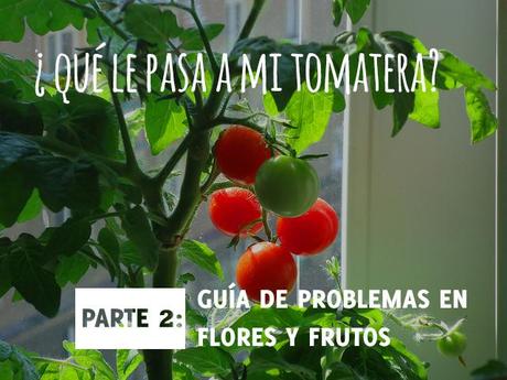 ¿Qué le pasa a mi tomatera? - Problemas en flores y frutos Guía rápida de identificación de problemas en el cultivo de tomates, ya sea en una maceta o en un huerto urbano.