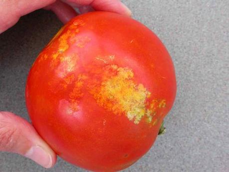 ¿Qué le pasa a mi tomatera? - Problemas en flores y frutos Tomates afectados por chinches