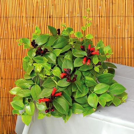 Jardín interior - Paperblog