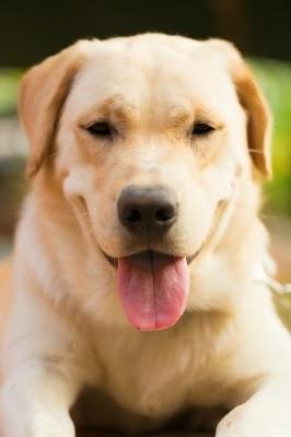 Colombia: Aplicación permitirá alimentar mascotas a distancia Colombia: Aplicación permitirá alimentar mascotas a distancia