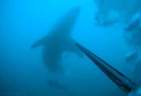 encuentro de un buzo con un tiburó blanco encuentro de un buzo con un tiburó blanco