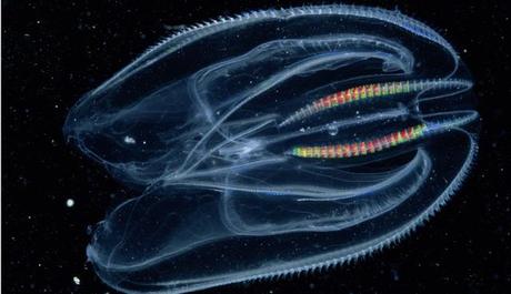 una medusa peine o ctenóforo