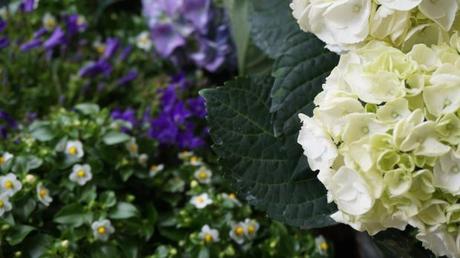 Sunday Bloody Sunday Flores de sombra