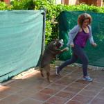 bailando con bulldog 4