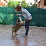 bailando con bulldog 13