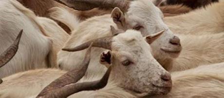 Sé lo que viste el fin de semana pasado/CCXXXVIII Sé lo que viste el fin de semana pasado/CCXXXVIII