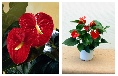 Una planta muy sugerente Una planta muy sugerente