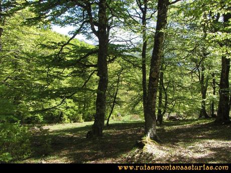 Transcantábrica Tarna-Ponga: Cruzando bosque