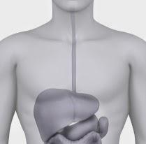 Endoscopia digestiva Endoscopia digestiva