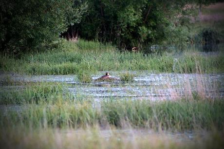 LA FOTOGRAFÍA Somormujo en su nido. Foto: Sara Gordón
