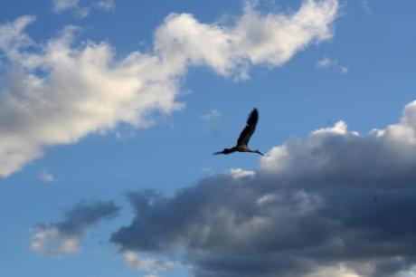 LA FOTOGRAFÍA Una cigüeña en Jiménez de Jamuz. Foto: Sara Gordón del Riego