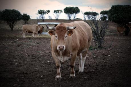 LA FOTOGRAFÍA Aguantando la mirada a un buey. Foto: Sara Gordón